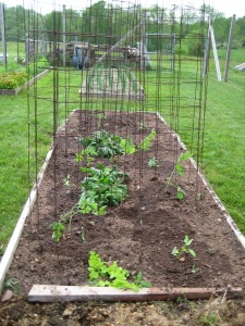 Tomato & Pepper Plants