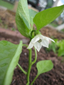 Pepper Flower